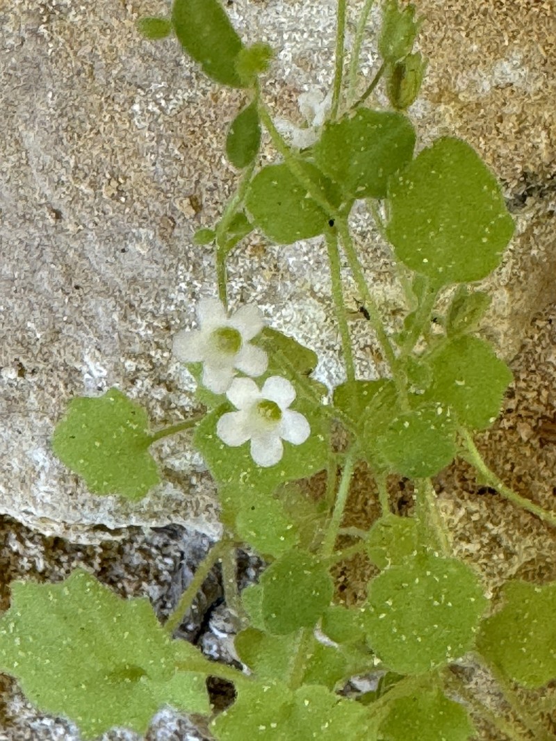 Narrow Phacelia photo 6