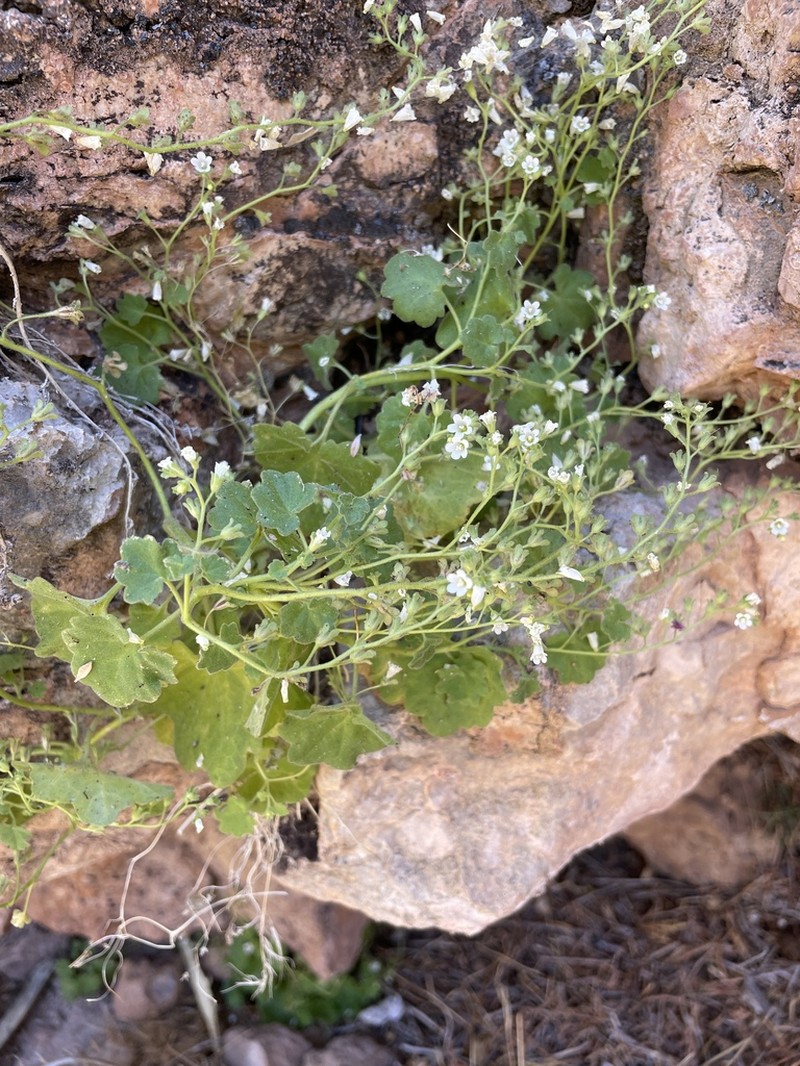 Narrow Phacelia photo 7