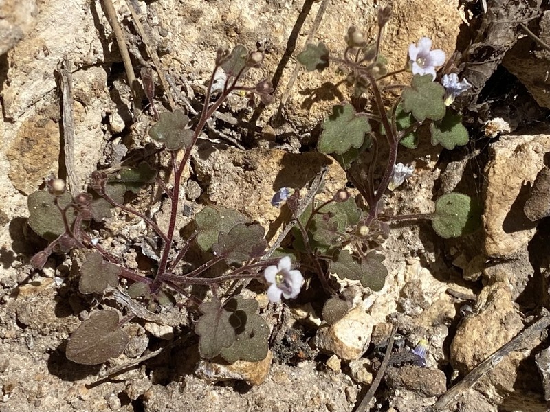 Narrow Phacelia photo 8