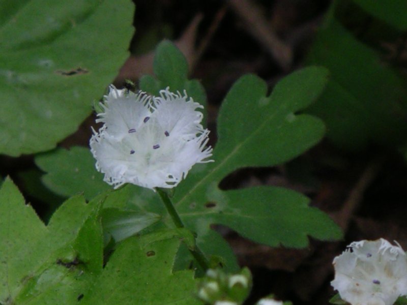 Fringed Phacelia