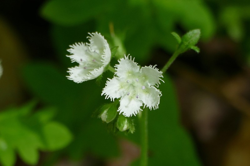 Fringed Phacelia photo 2
