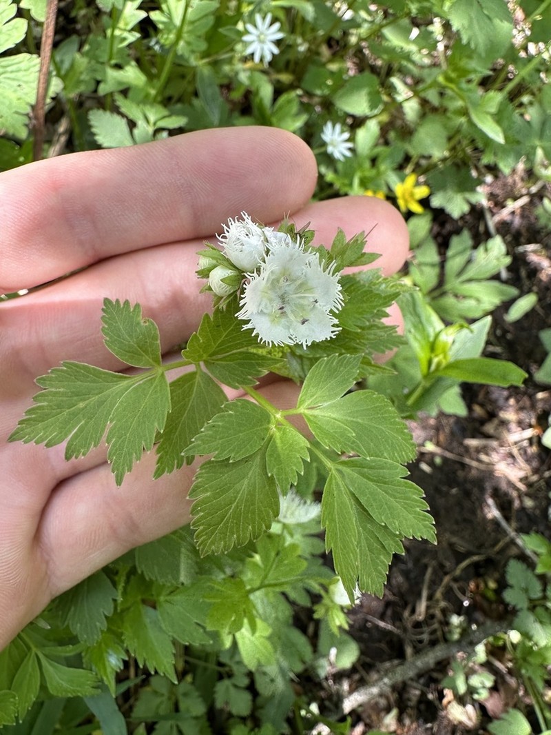 Fringed Phacelia photo 3