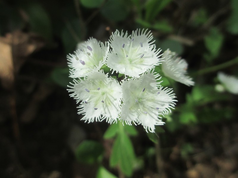 Fringed Phacelia photo 4