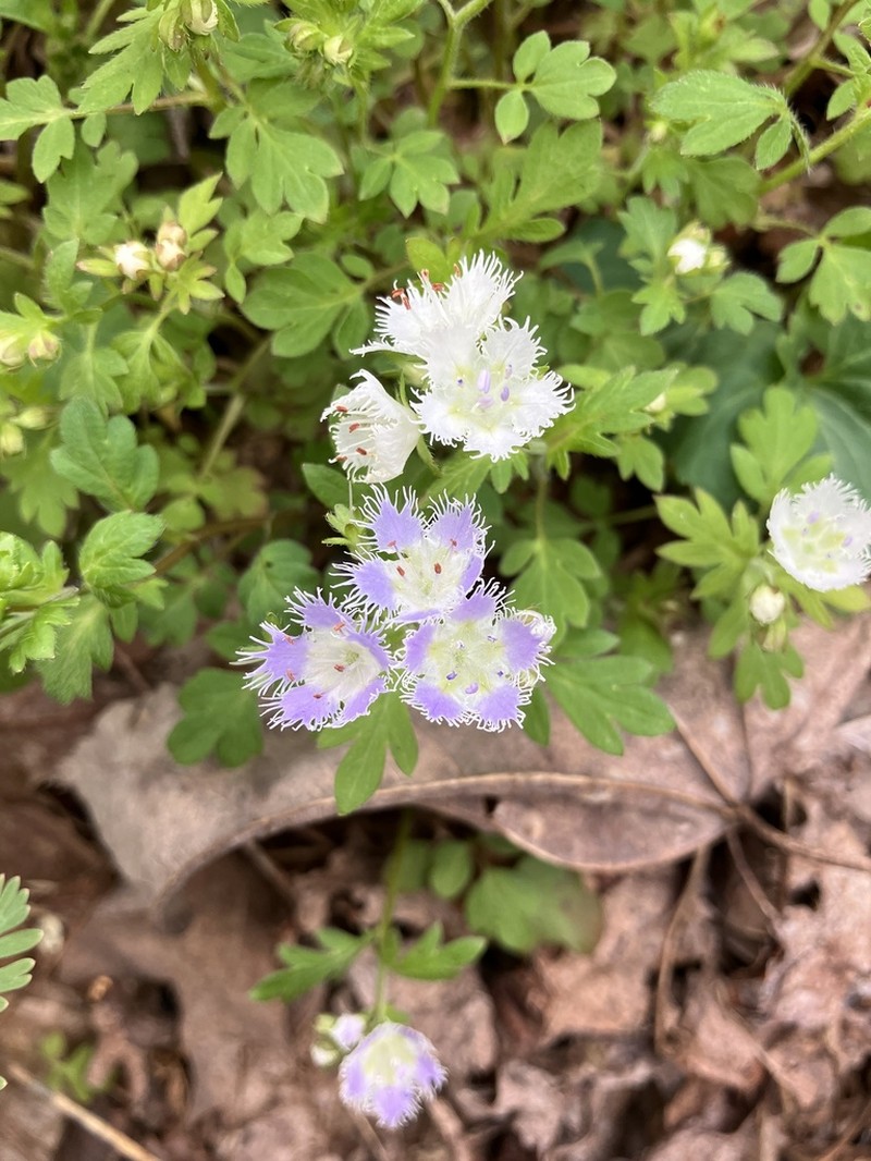 Fringed Phacelia photo 6