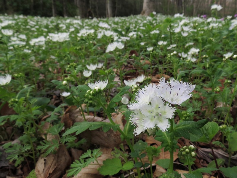 Fringed Phacelia photo 7
