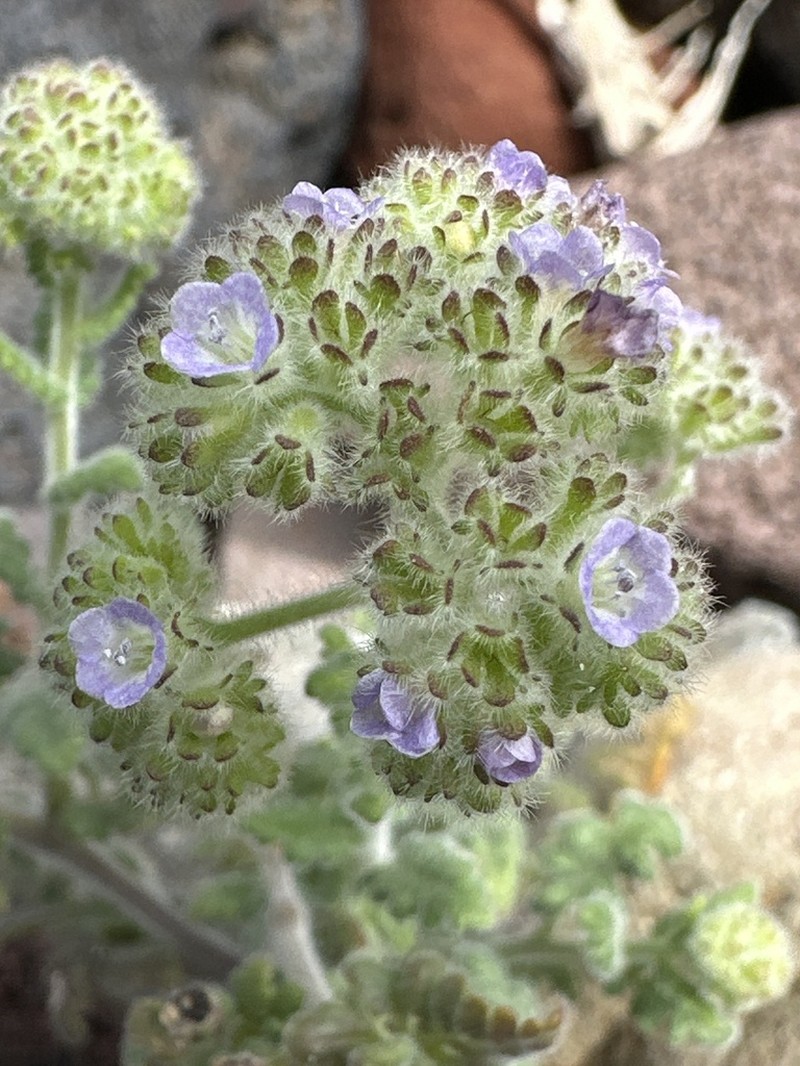 Southern Island Phacelia photo 2