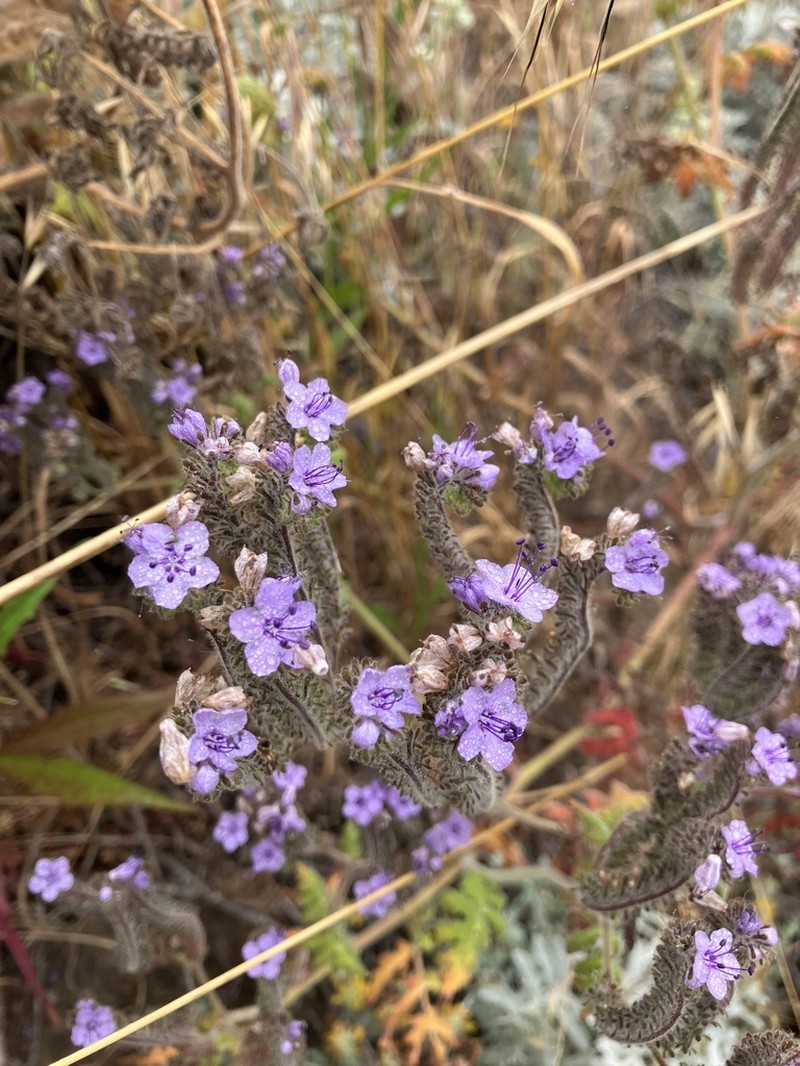 Southern Island Phacelia photo 3