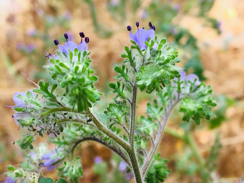 Southern Island Phacelia photo 4