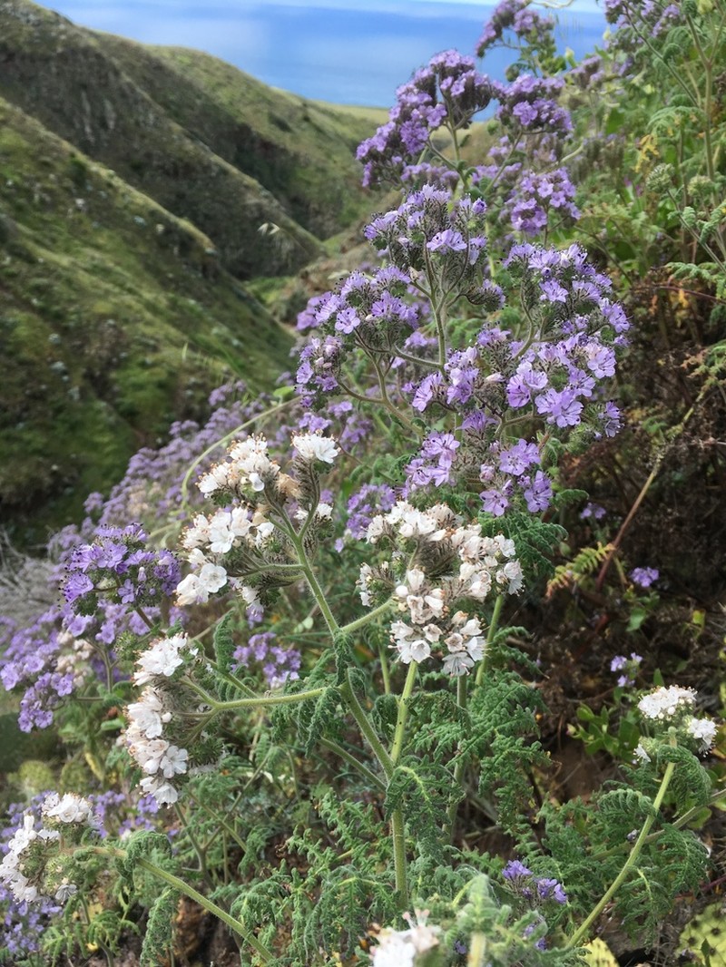 Southern Island Phacelia photo 5