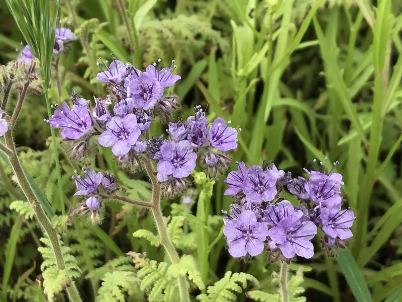 Southern Island Phacelia photo 6