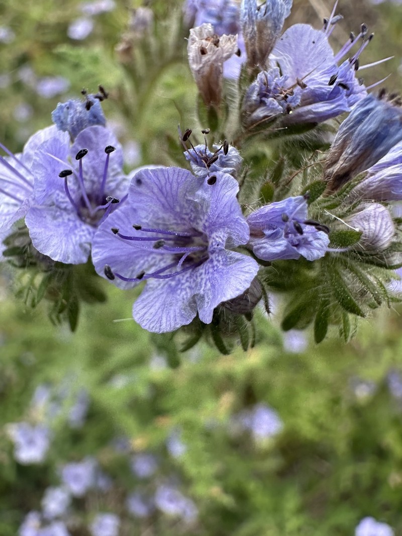 Southern Island Phacelia photo 7