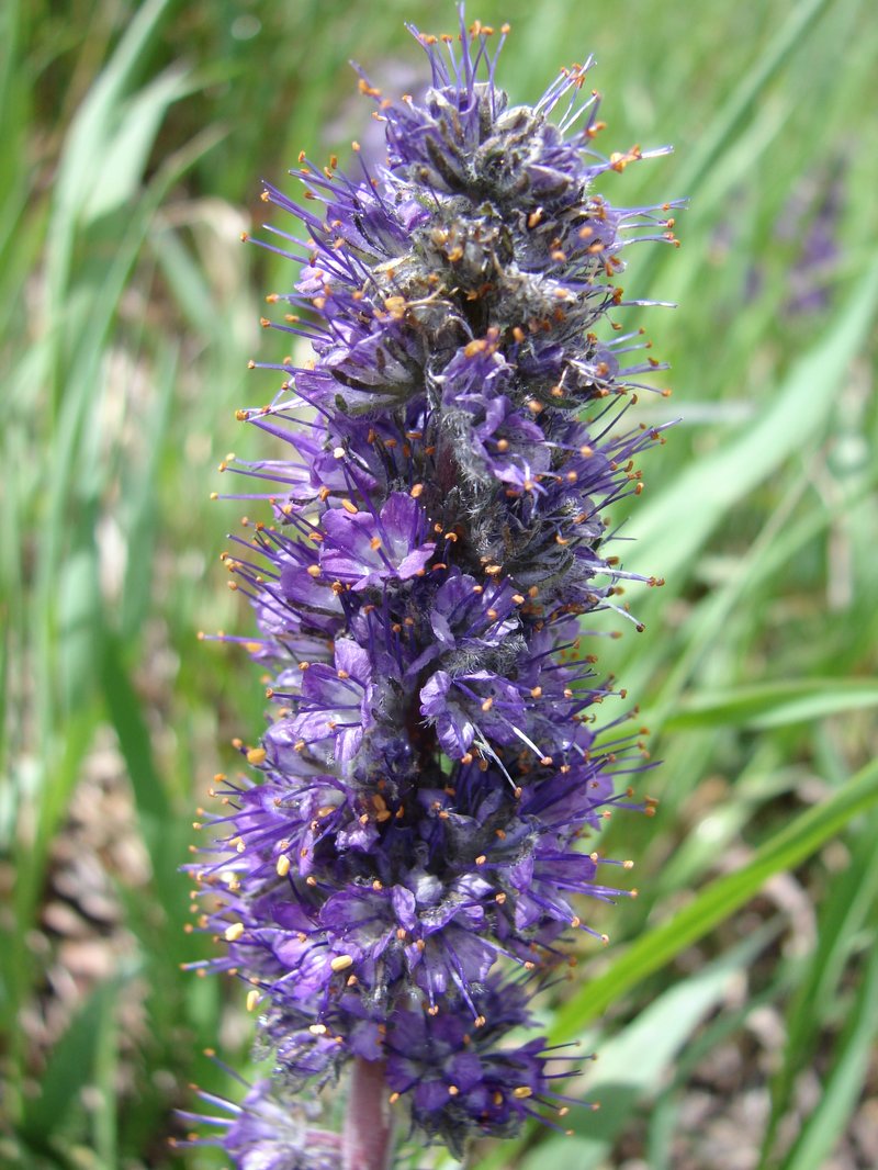 Northpark Phacelia photo 4