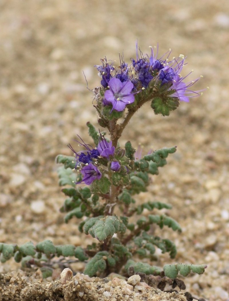 Northpark Phacelia