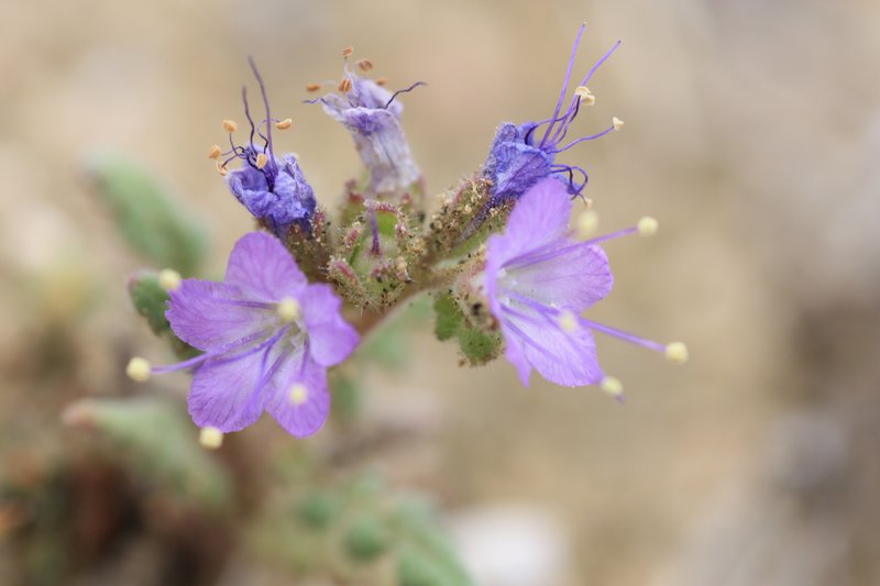 Northpark Phacelia photo 5