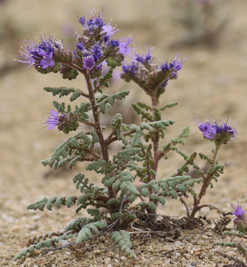 Northpark Phacelia photo 6