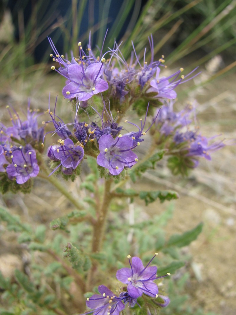 Northpark Phacelia photo 5