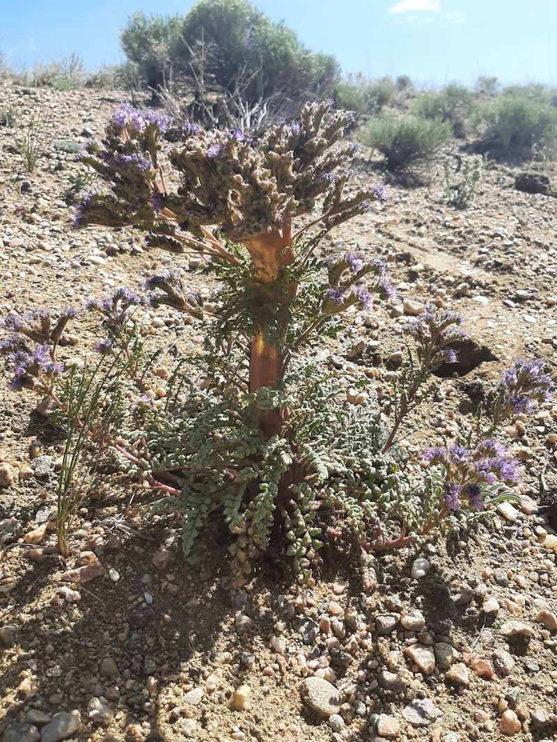 Northpark Phacelia photo 6