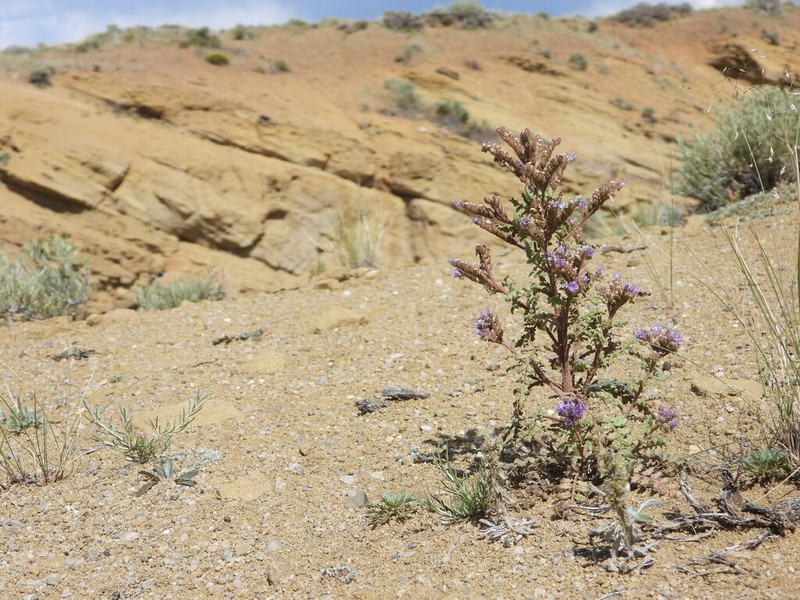 Northpark Phacelia photo 7
