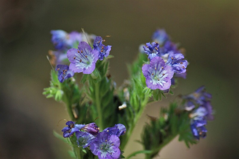 Franklin's Phacelia
