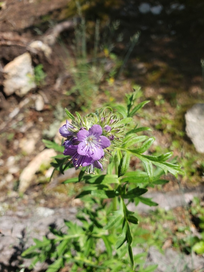 Franklin's Phacelia photo 2
