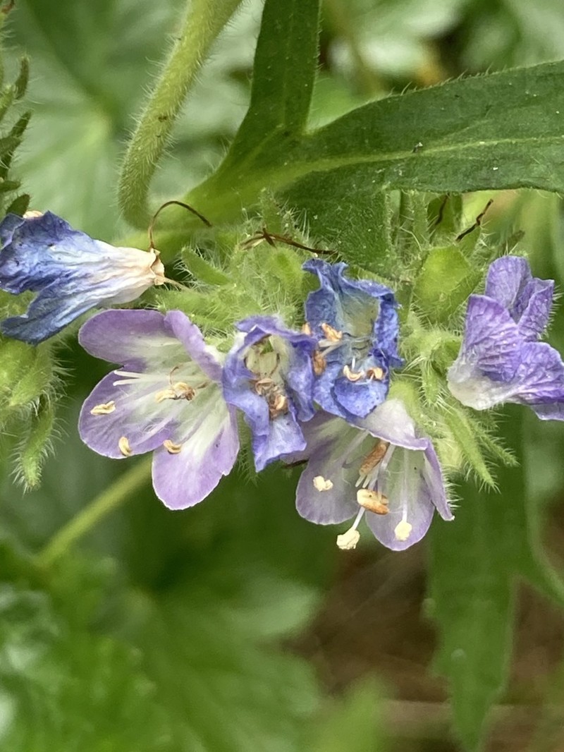 Franklin's Phacelia photo 3
