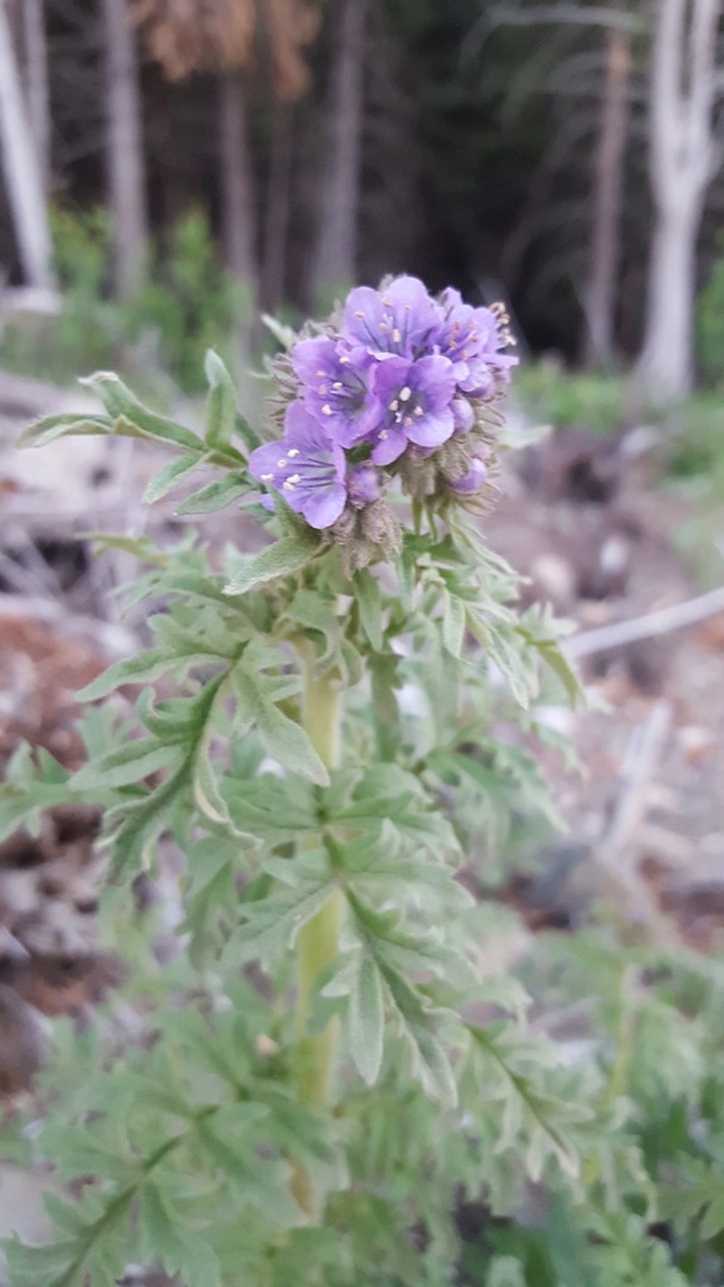 Franklin's Phacelia photo 4