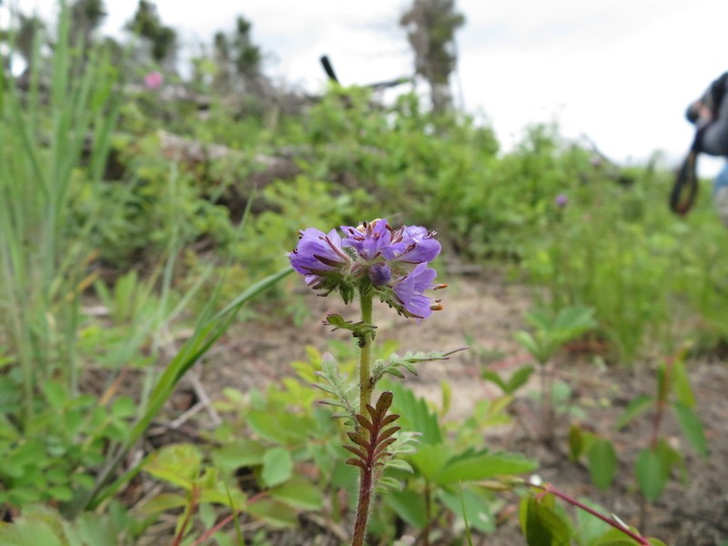Franklin's Phacelia photo 5