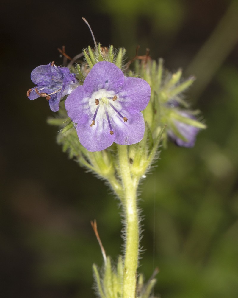 Franklin's Phacelia photo 6