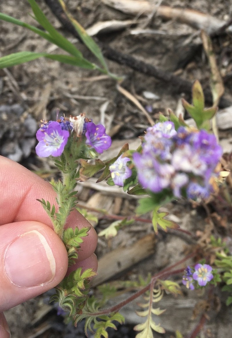 Franklin's Phacelia photo 7