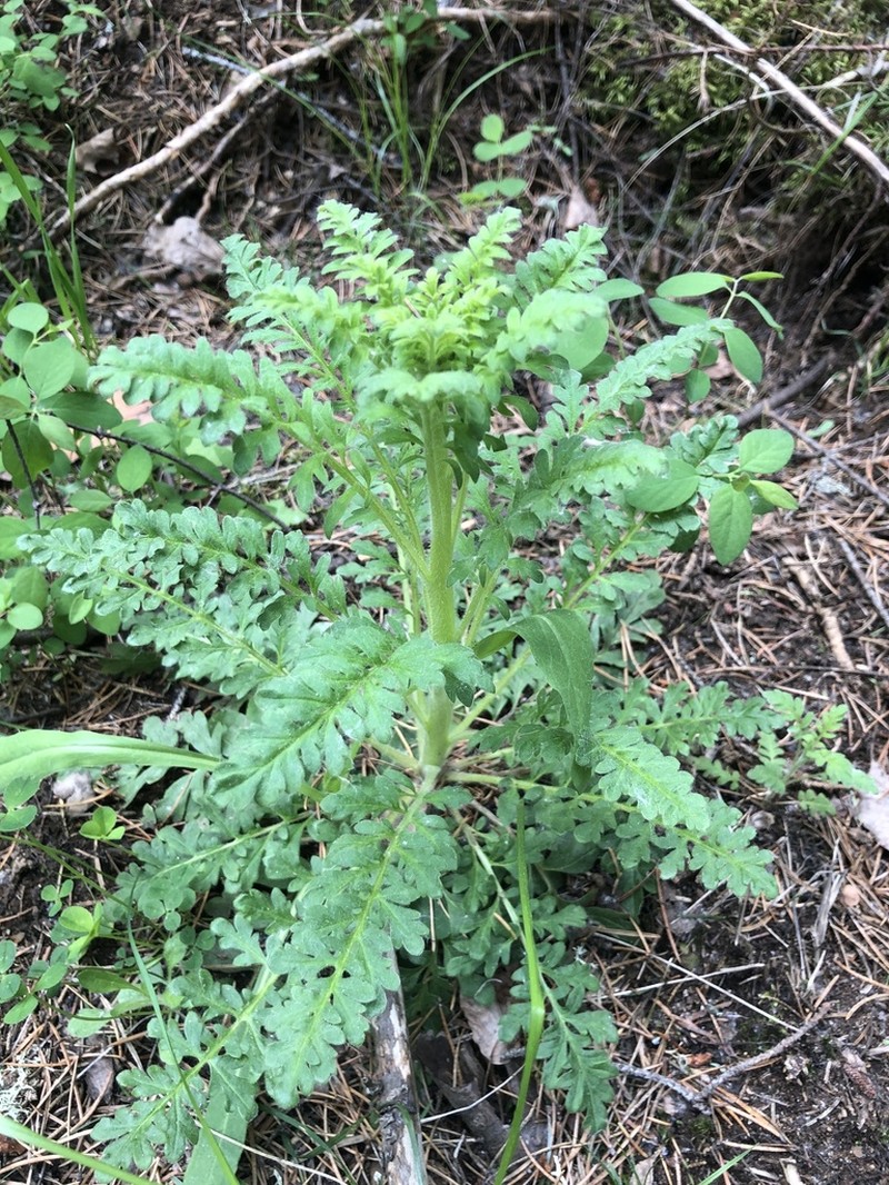 Franklin's Phacelia photo 8