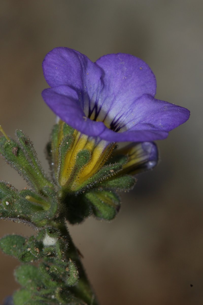 Fremont's Phacelia photo 2
