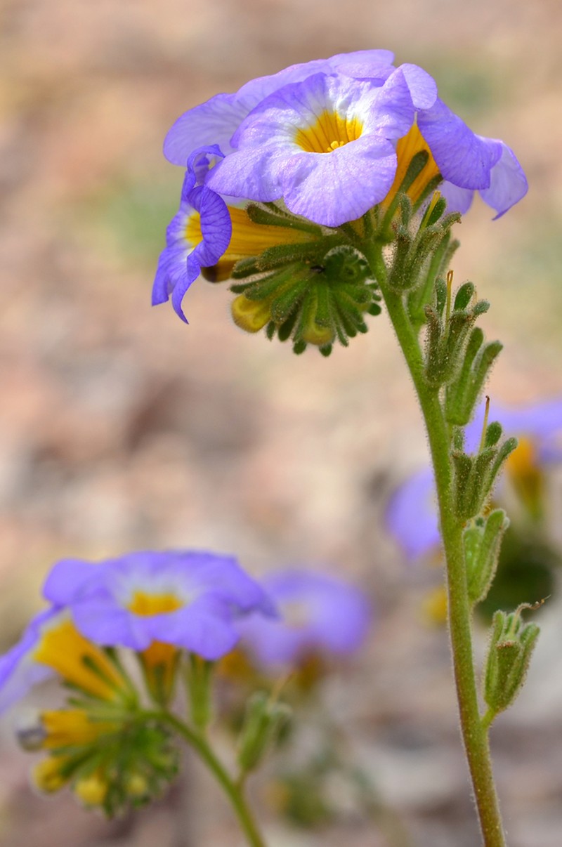 Fremont's Phacelia photo 3
