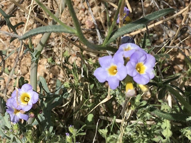 Fremont's Phacelia photo 4