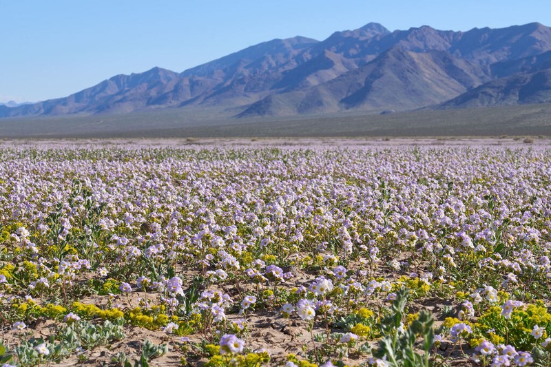 Fremont's Phacelia photo 5