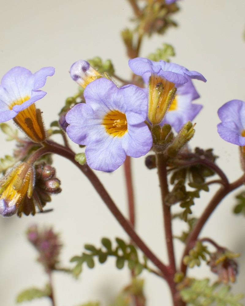 Fremont's Phacelia photo 6