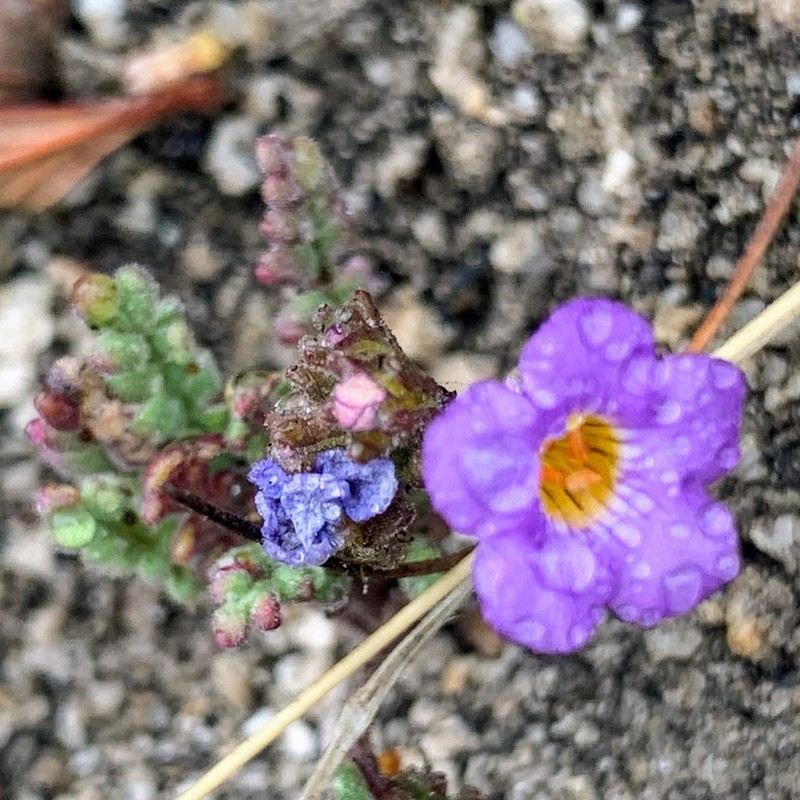 Fremont's Phacelia photo 7