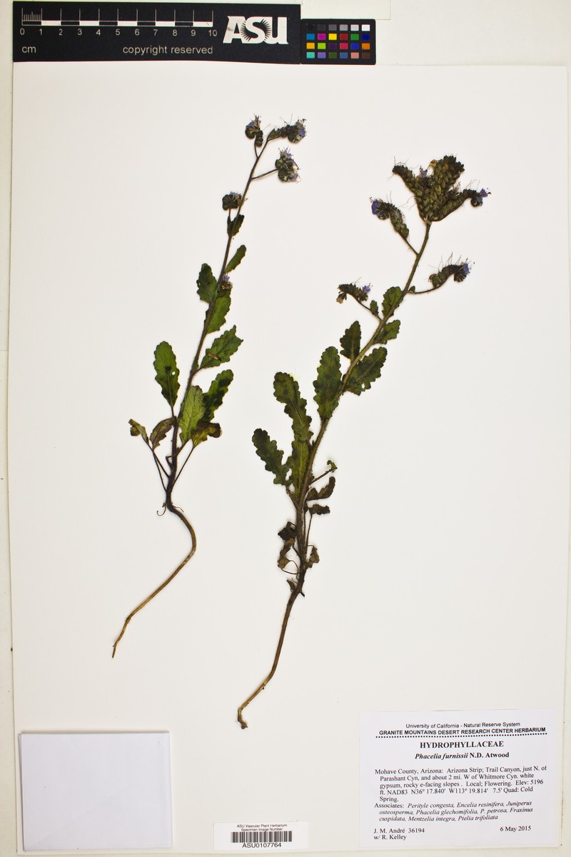 Furniss's Phacelia