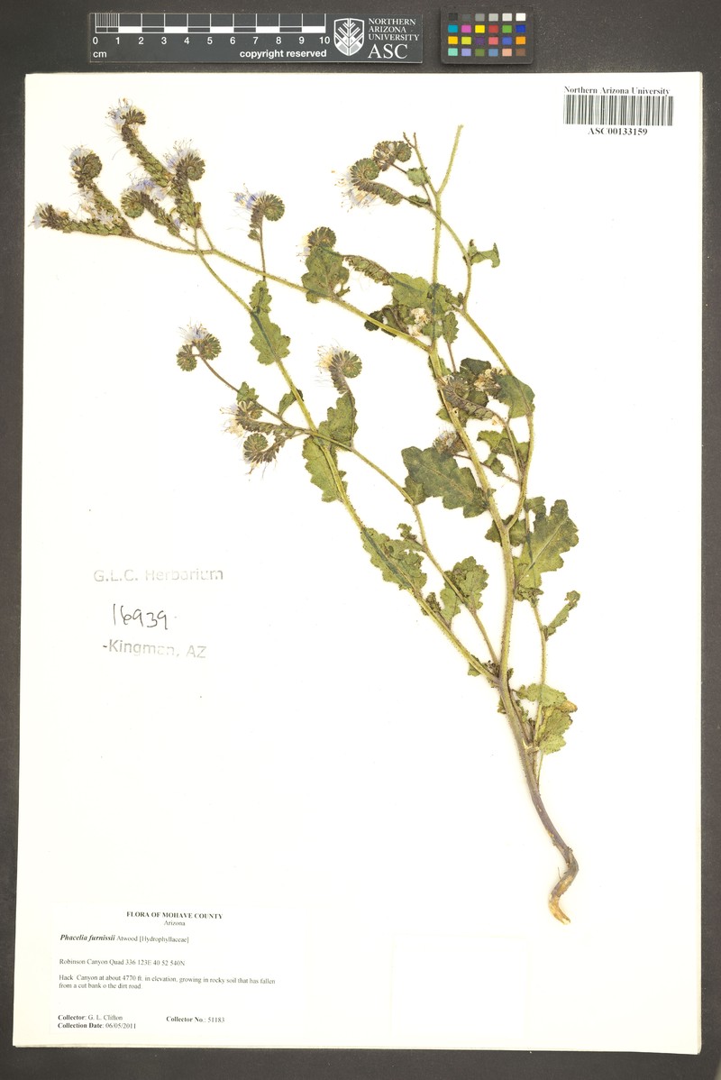 Furniss's Phacelia photo 2