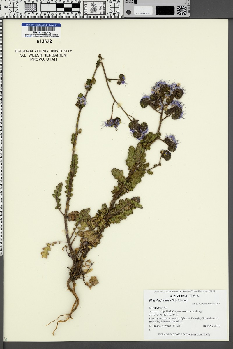 Furniss's Phacelia photo 3