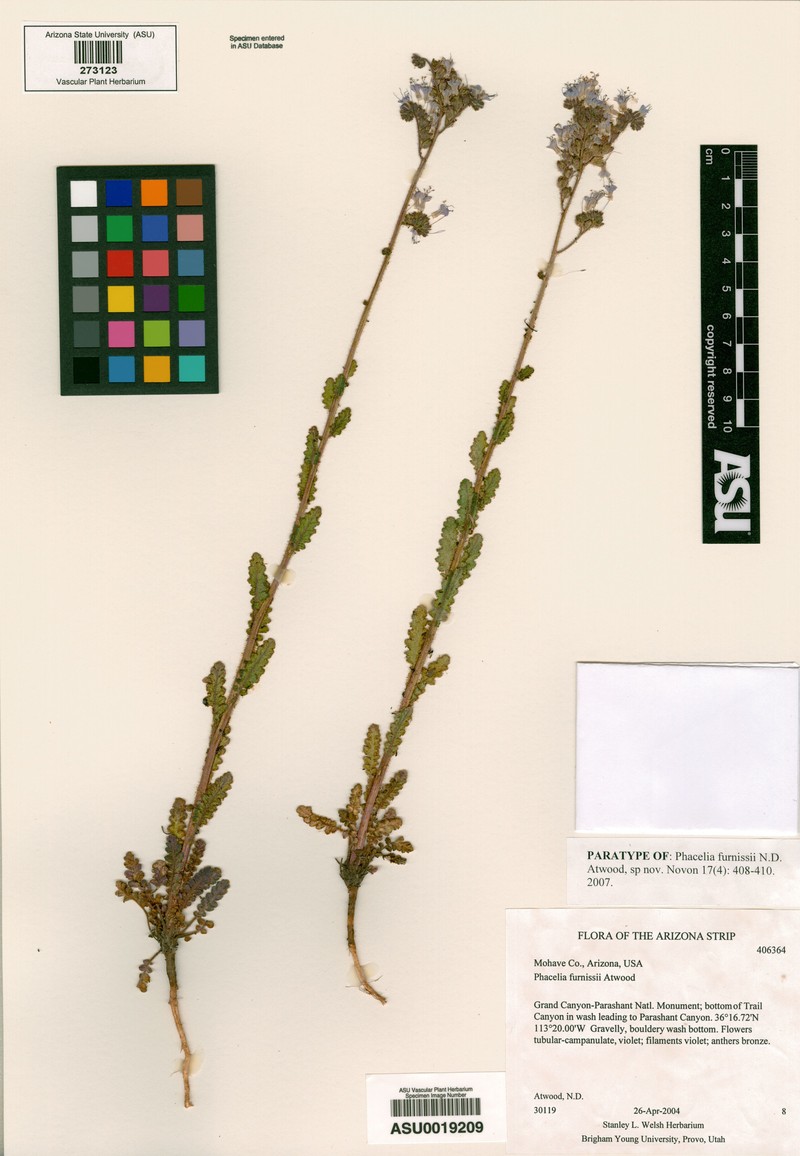 Furniss's Phacelia photo 4