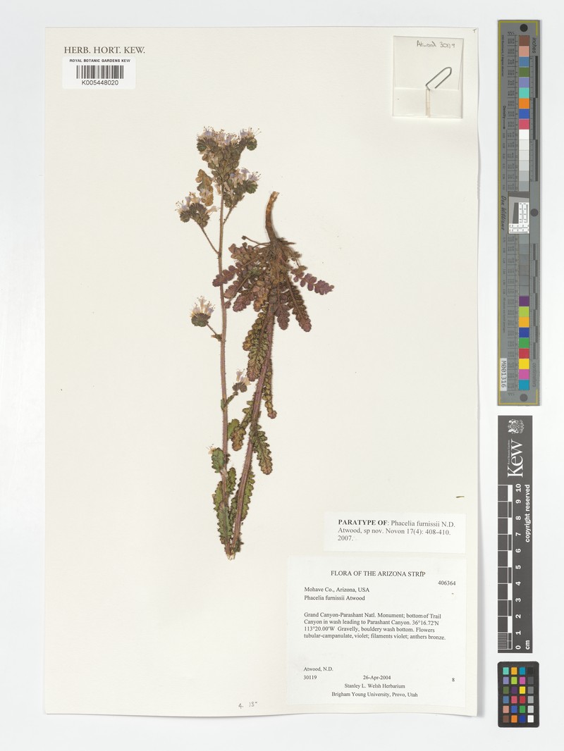 Furniss's Phacelia photo 5