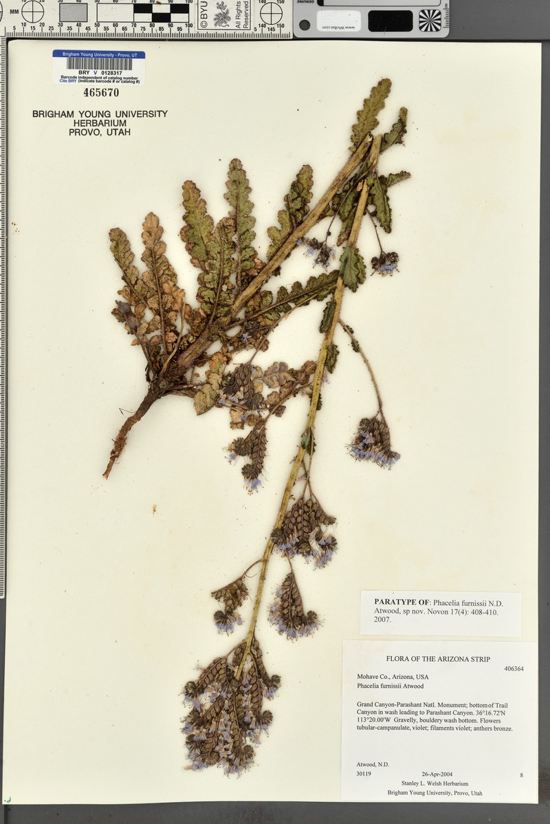 Furniss's Phacelia photo 6
