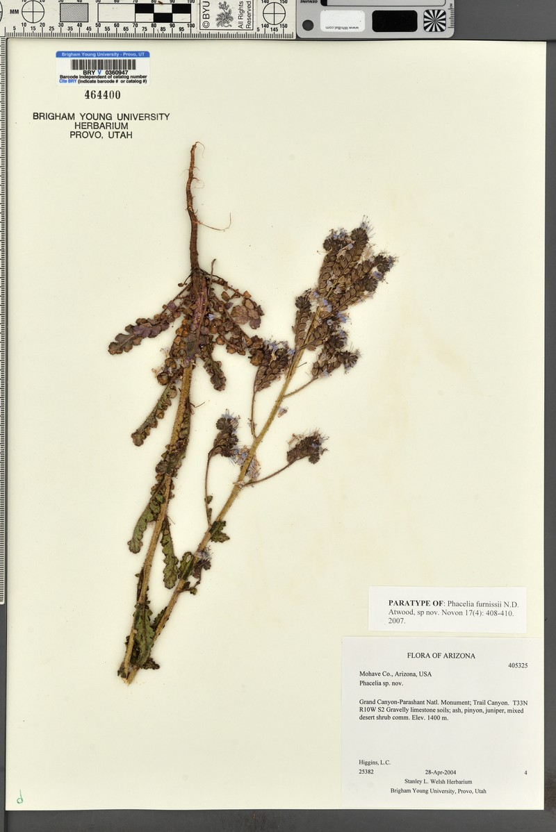 Furniss's Phacelia photo 7