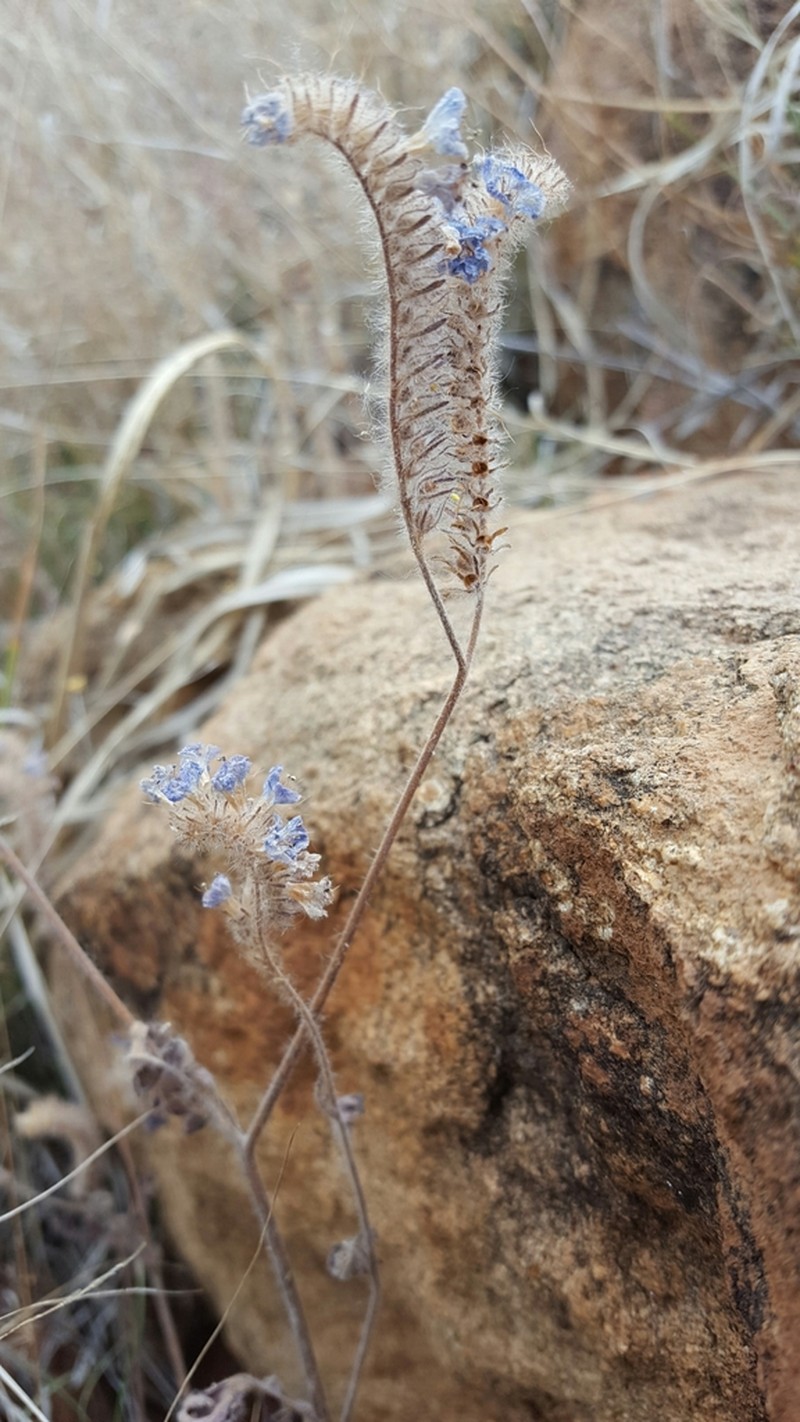 Phacelia gentryi