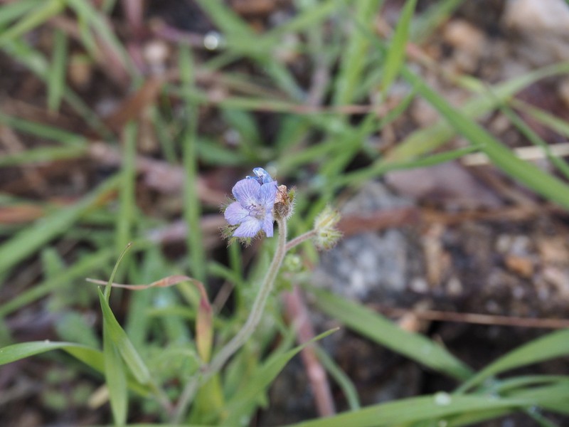 Phacelia gentryi photo 2