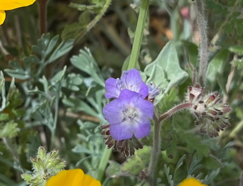 Phacelia gentryi photo 3