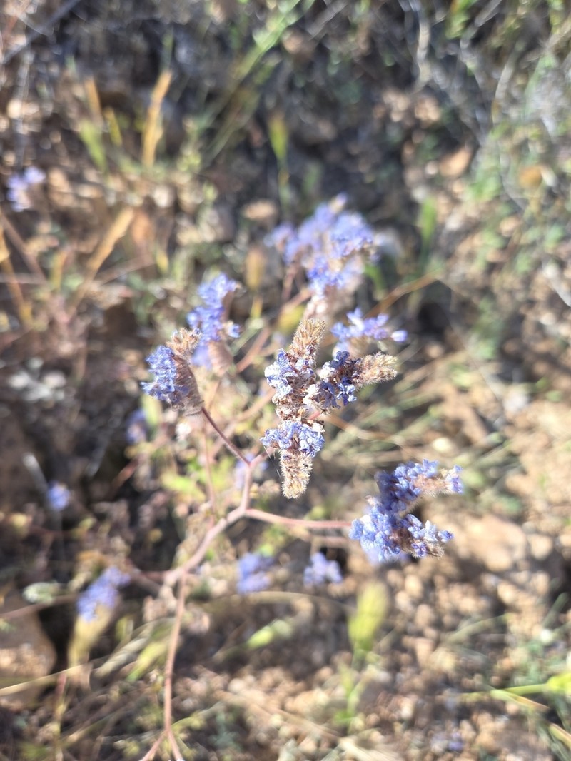 Phacelia gentryi photo 4