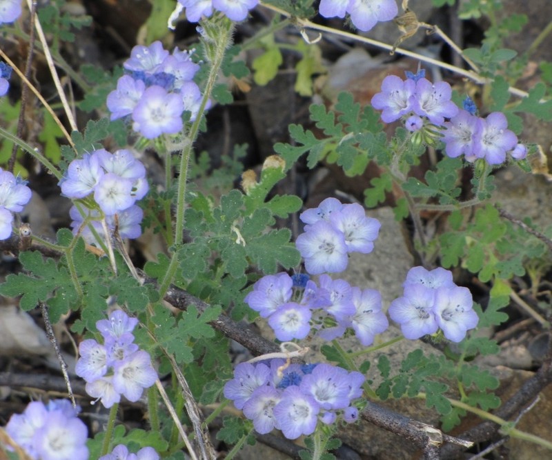 Phacelia gentryi photo 5