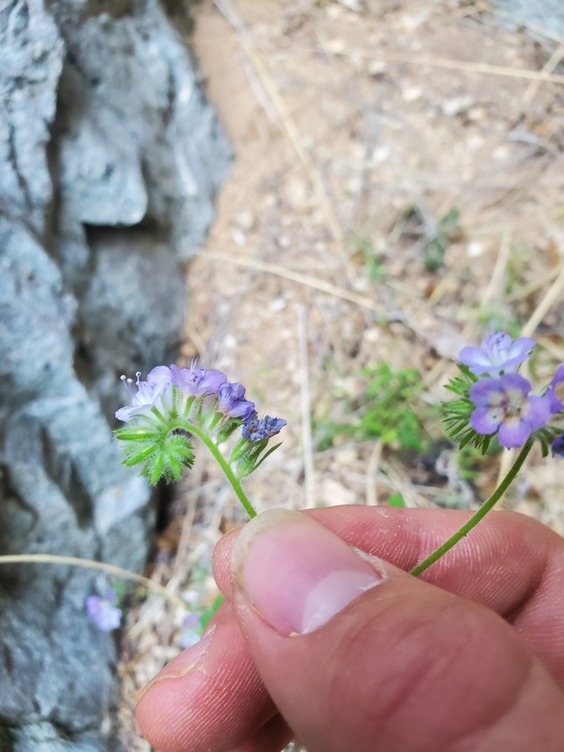 Phacelia gentryi photo 6