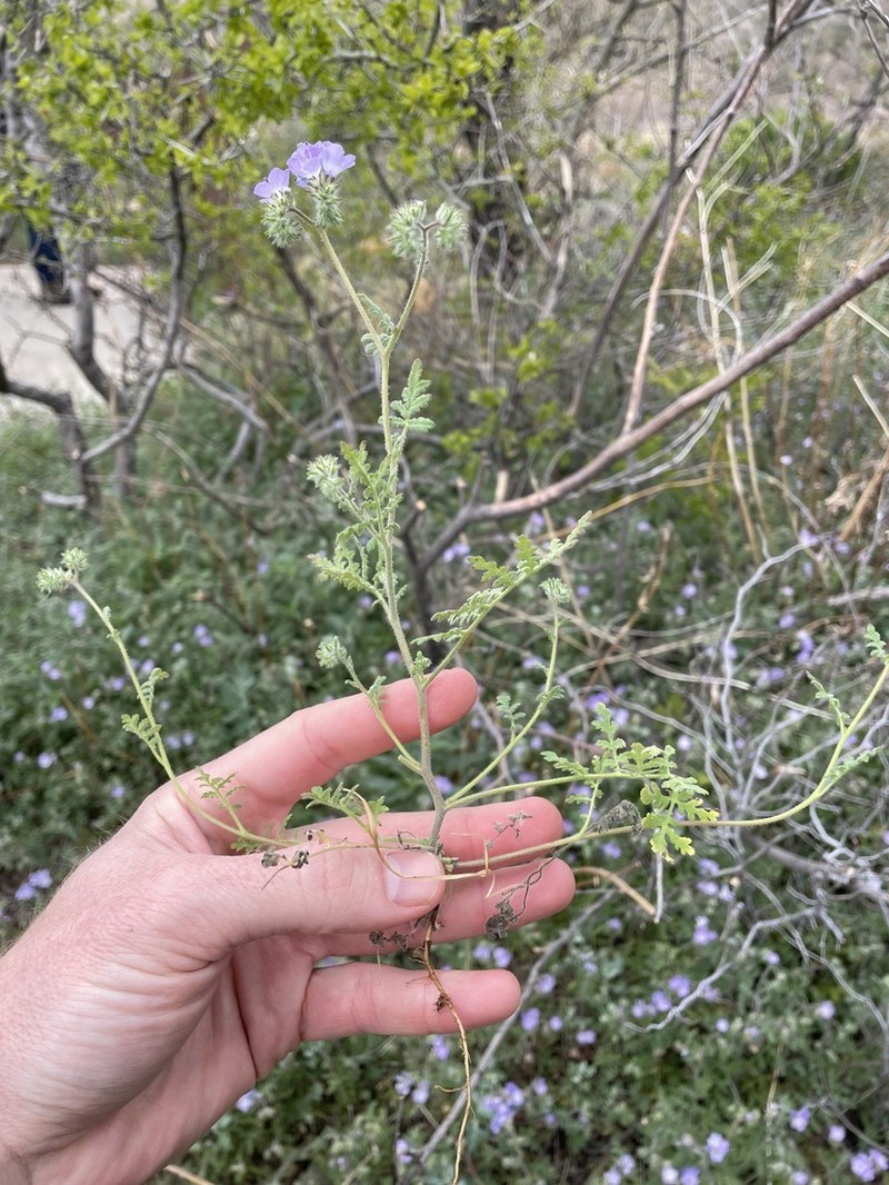 Phacelia gentryi photo 7